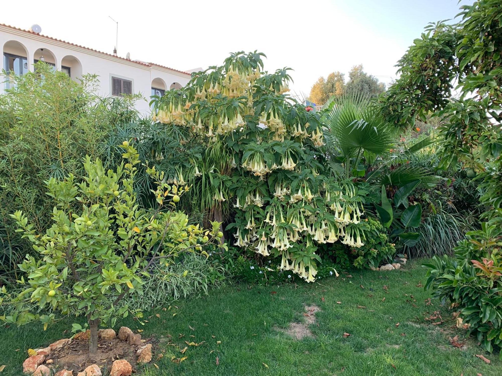 A Tranquil Garden Apartment, Carvoeiro - Benagil Exteriér fotografie